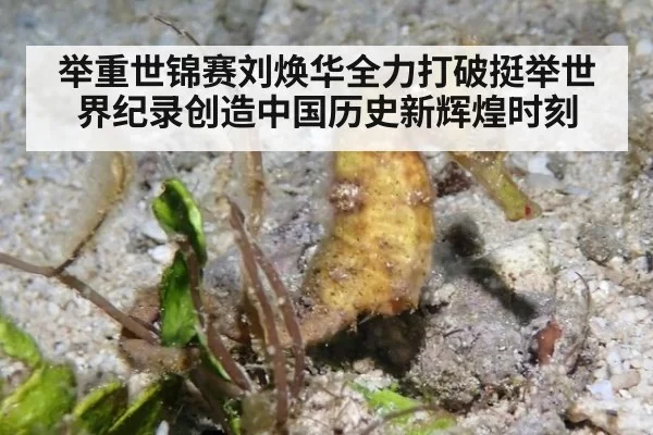 举重世锦赛刘焕华全力打破挺举世界纪录创造中国历史新辉煌时刻